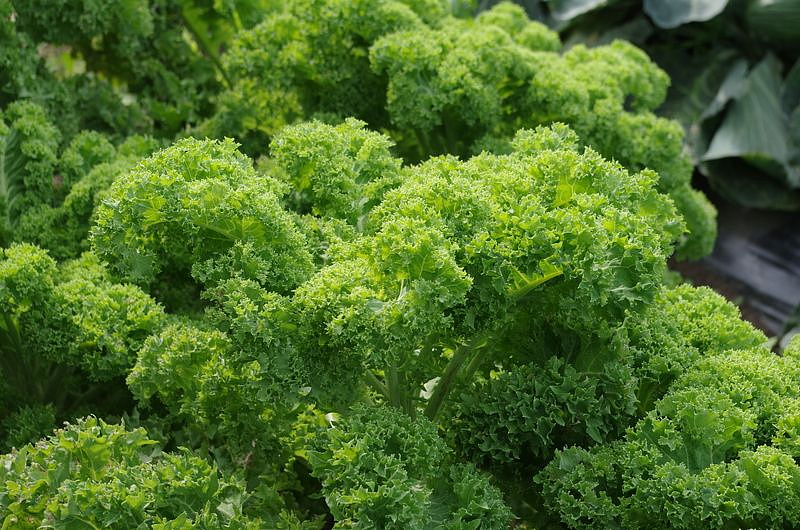 Партнер Капуста листовая кудрявая ТИНТОРЕТО ^(0,3г), изображение 1