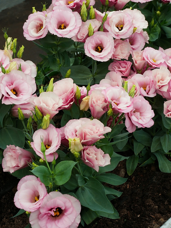 Партнер Эустома F1 карликовая махровая ЛЕДИ МАРГАРЭТ ^(5шт в амп), изображение 4