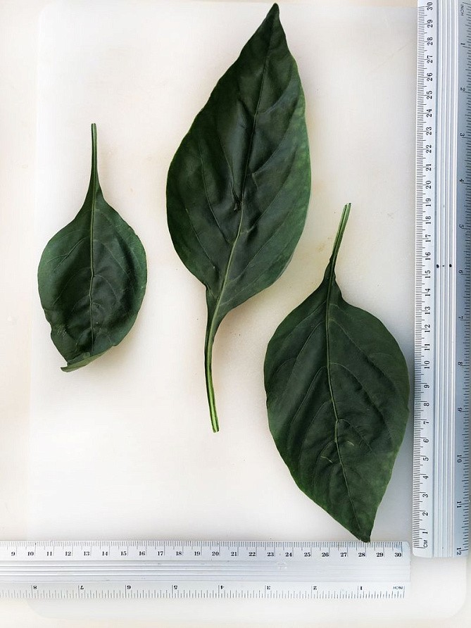 Партнер Перец РЕГОР F1 ^(5шт) 2-ной пак, изображение 4