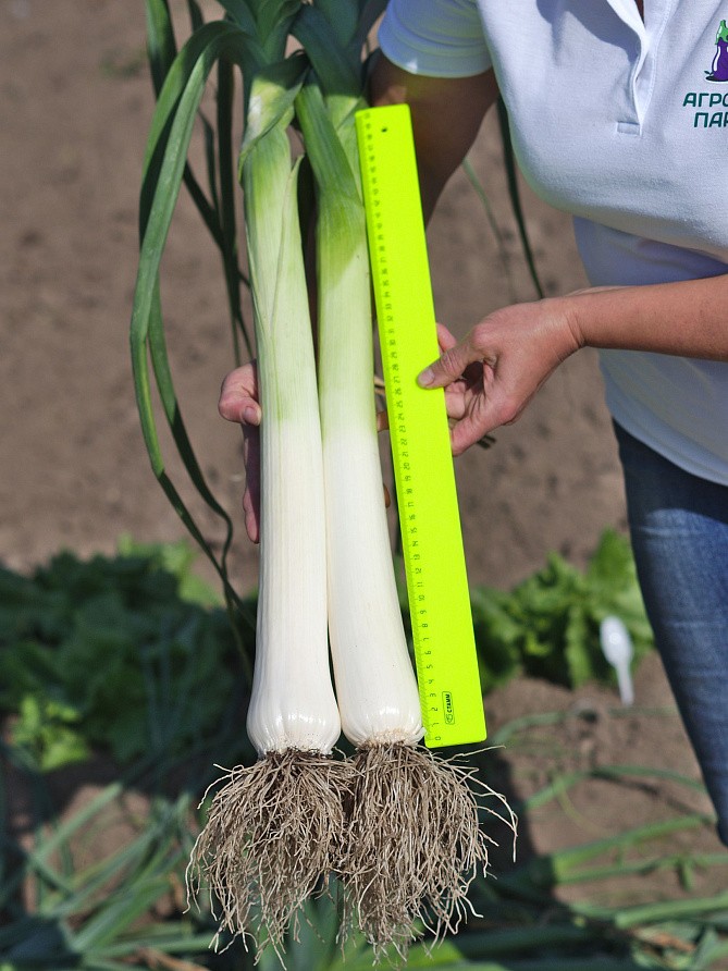 Партнер Лук порей ВЕСТА ^(1г), изображение 5