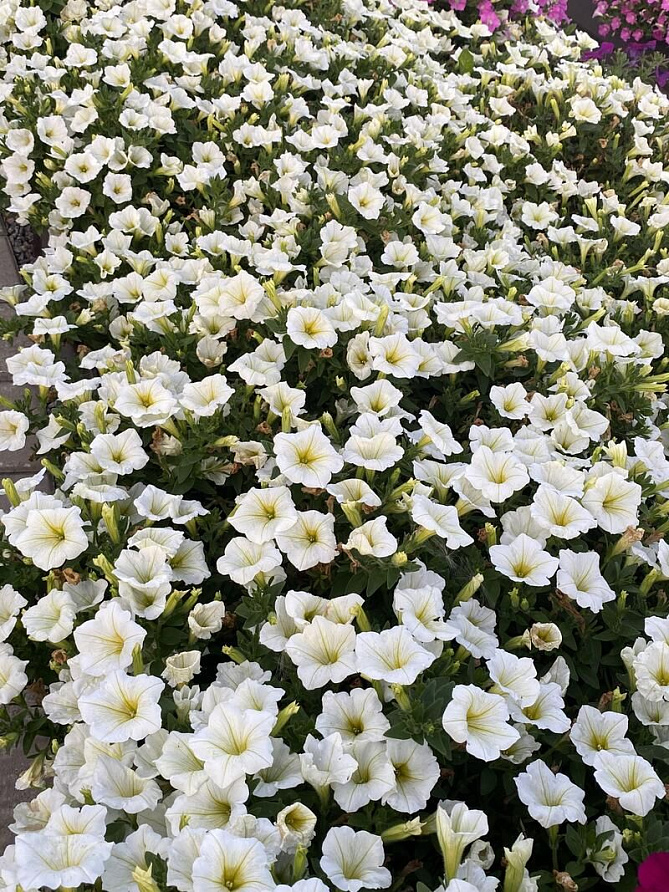 Партнер Петуния серия "Лагуна" АНТУАНЕТТА F1 / многоцветковая каскадно-ампельная^(5шт в амп), изображение 2