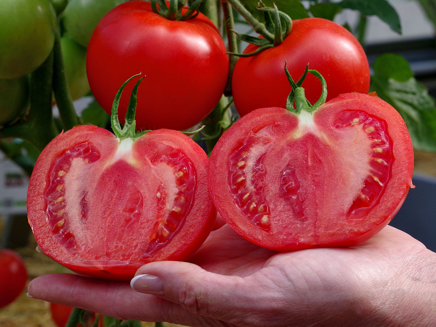 Партнер Томат КОЛОРИТ F1 ^(5шт) 2-ной пак, изображение 3