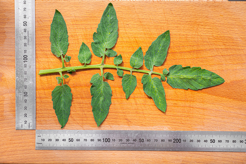 Партнер Томат ПИКАДОР F1 ^(0,05г) 2-ной пак, изображение 6