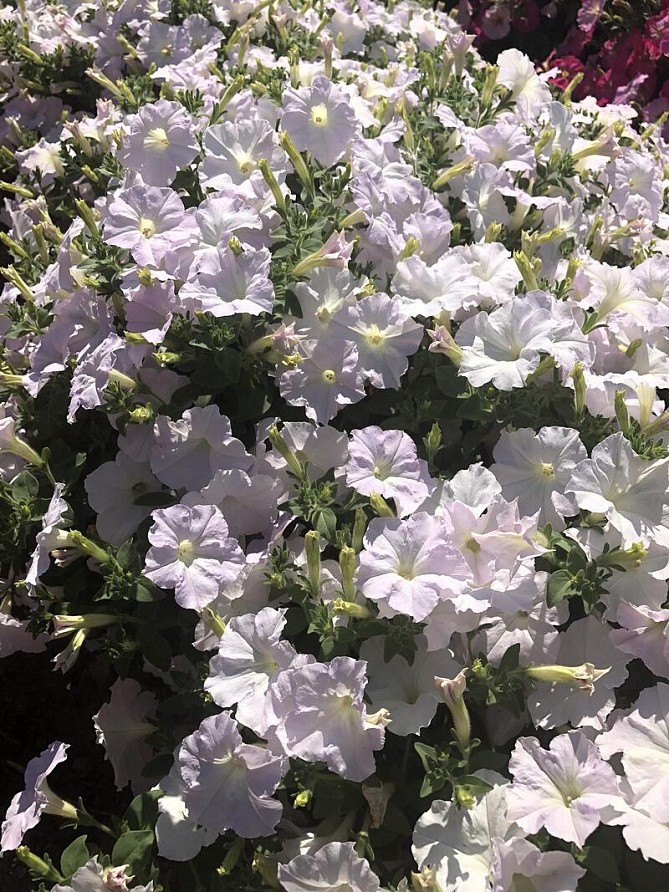 Партнер Петуния серия "Ма Шери" ГРЕТТА F1 / многоцветковая полуампельная^(5шт в амп), изображение 2