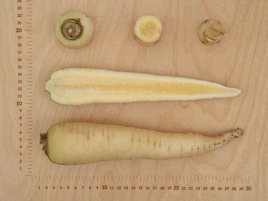 Партнер Морковь ВАЙТ САТИН F1 ^(0,5г), изображение 2