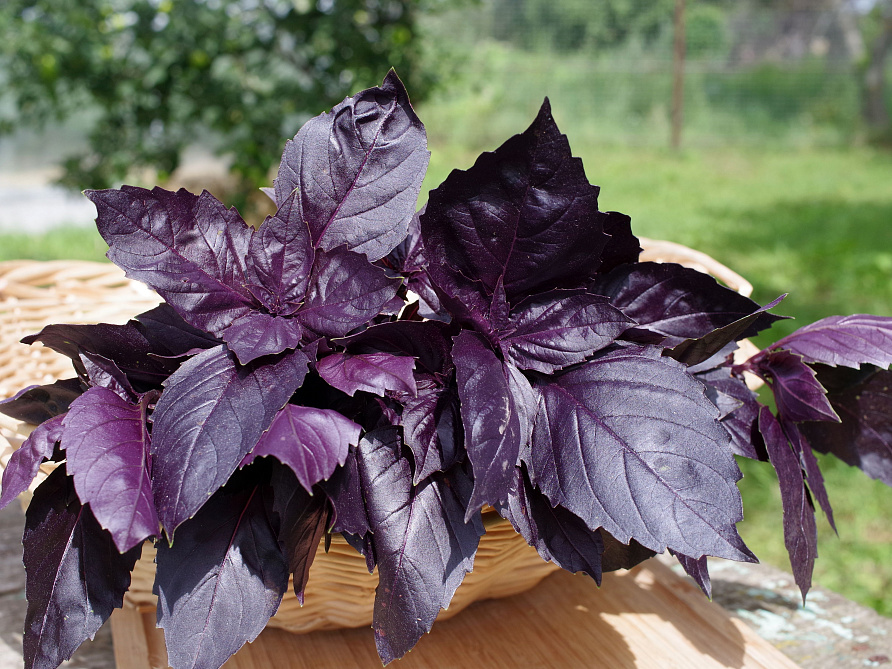 Партнер Базилик РОЗИ фиолетовый ^(1г), изображение 4