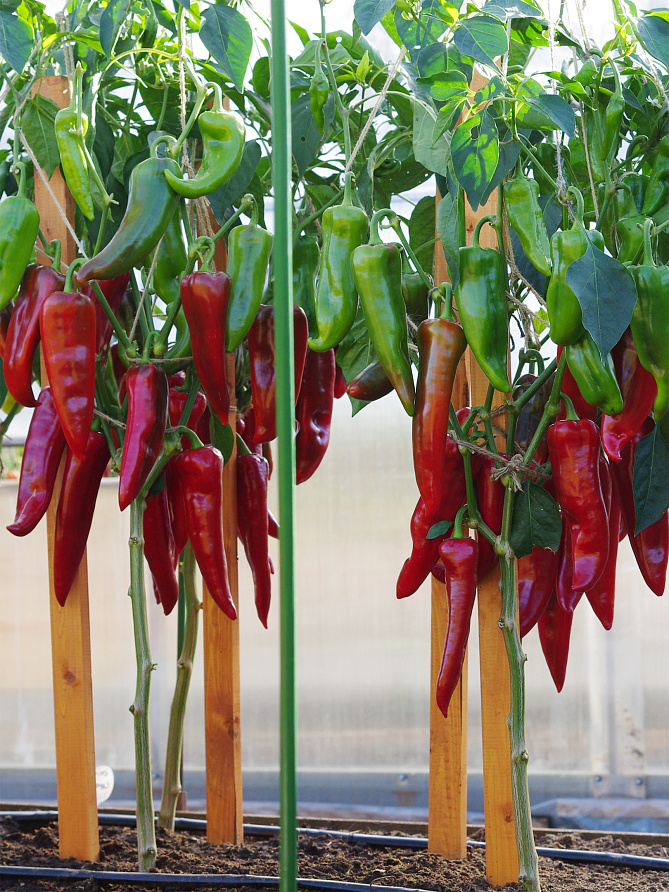 Партнер Перец САМАНДЕР F1 ^(5шт) 2-ной пак, изображение 3