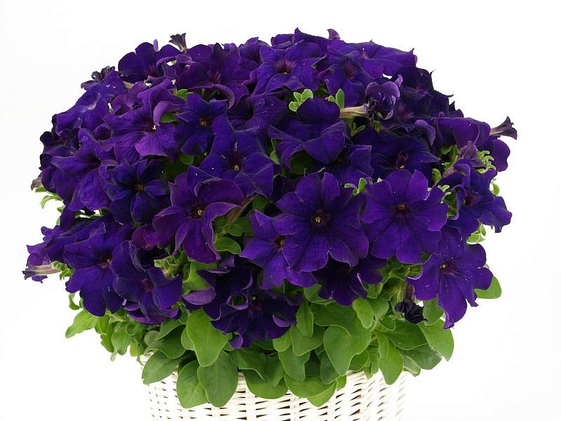 Партнер Петуния серия "Супремо" ФЛОРЕНЦА F1 / крупноцветковая полуампельная^(5шт в амп), изображение 2