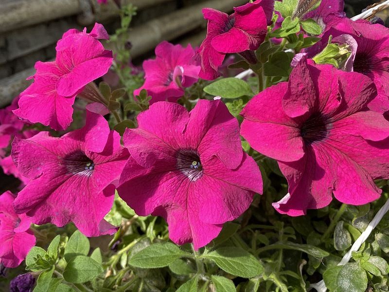 Партнер Петуния серия "Итальянка" ВИОЛЕТТА F1 /многоцветковая каскадная фиолетовая ^(5шт в амп), изображение 2