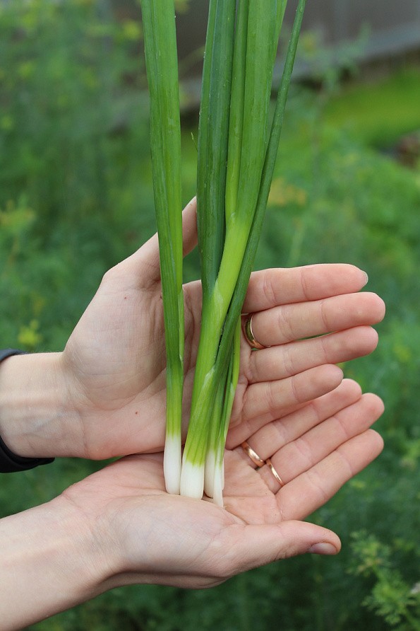 Партнер Лук батун ПЕРФОРМЕР ^(1г), изображение 3