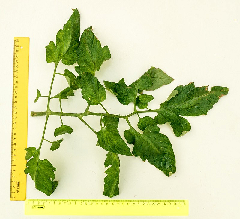 Партнер Томат ЭВОЛЮЦИЯ F1 ^(10шт) 2-ной пак, изображение 1