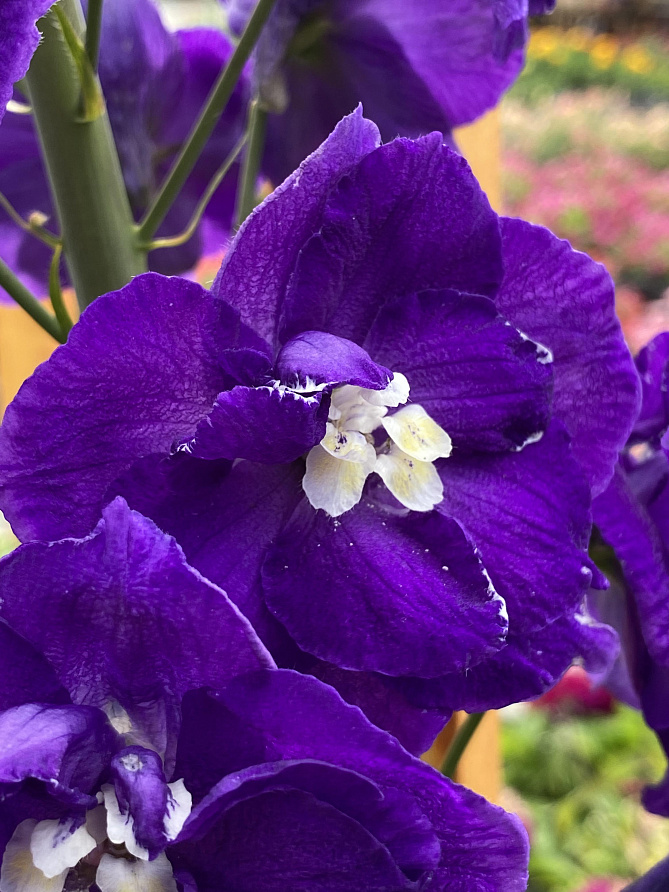 Партнер Дельфиниум F1 новозеландский ПЕРПЛ ПЕЙШН ^(3шт), изображение 1