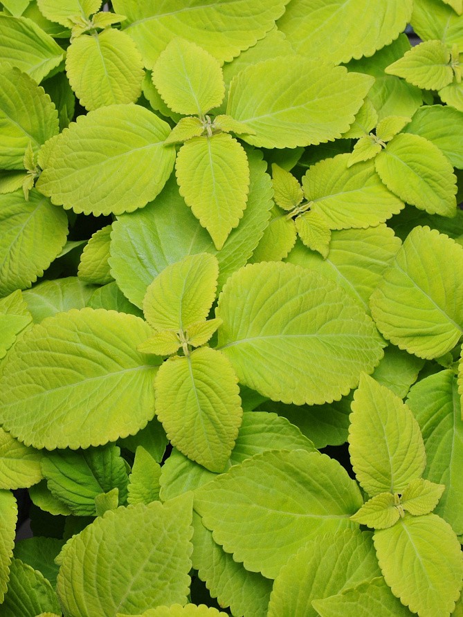 Партнер Колеус серия "КОЛОРИТ ПРЕМИУМ" ЛАЙМ ФРЕШ / шлемниковидный ^(5шт в амп), изображение 1