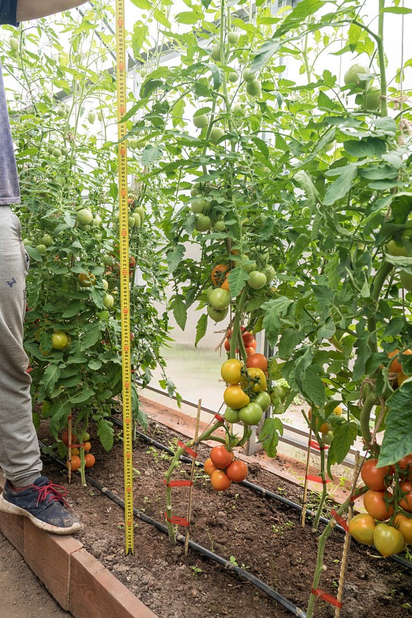 Партнер Томат ЗОЛОТАЯ КАНАРЕЙКА F1 ^(10шт) 2-ной пак, изображение 5