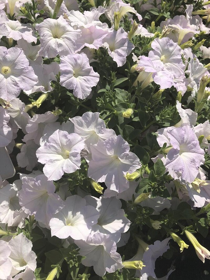 Партнер Петуния серия "Ма Шери" ГРЕТТА F1 / многоцветковая полуампельная^(5шт в амп), изображение 1