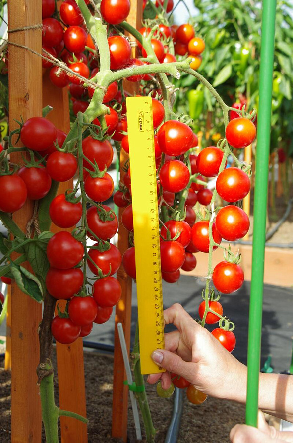 Партнер Томат ДИРИЖЕР F1 ^(10шт) 2-ной пак, изображение 2