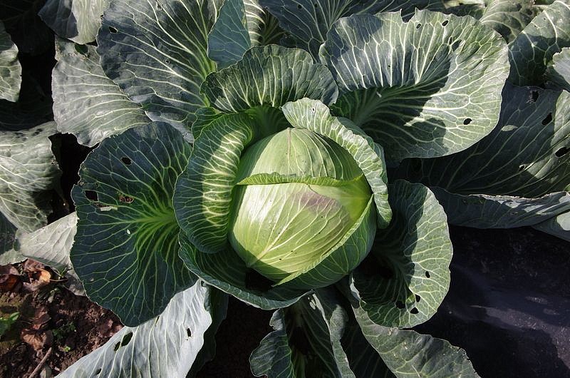 Партнер Капуста б/к КИЛАТОН F1 ^(10шт в амп), изображение 1