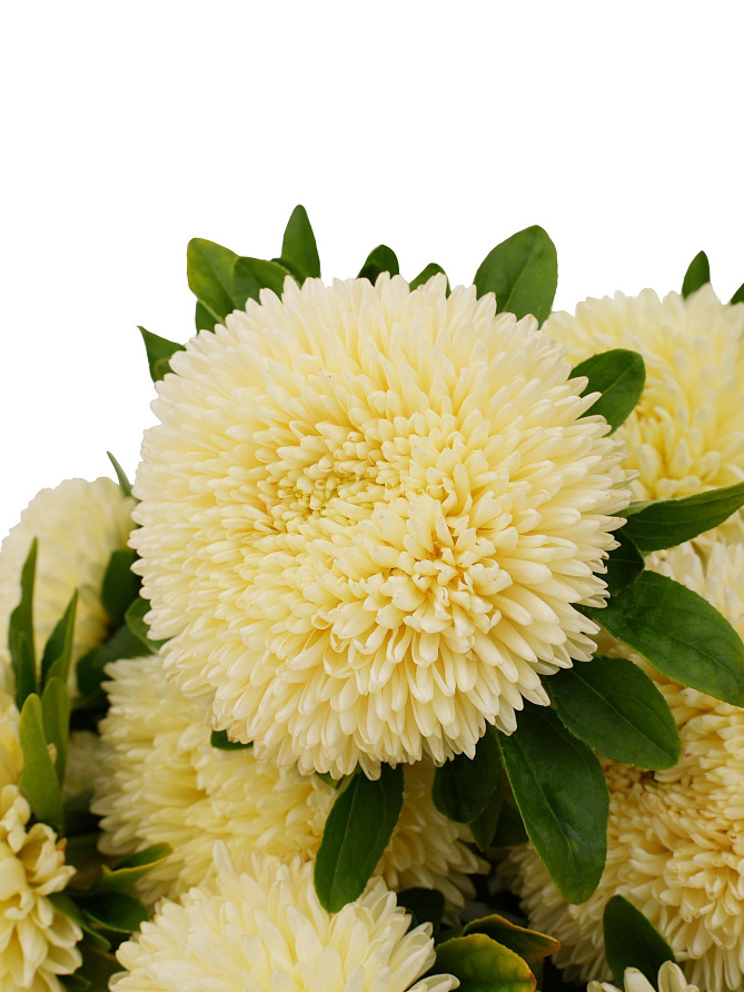 Партнер Астра китайская ОСТАНОВИСЬ МГНОВЕНИЕ ^(5шт в амп), изображение 1