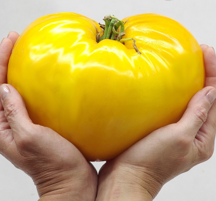 Партнер Томат ЖЕЛТАЯ ИМПЕРИЯ F1 ^(10шт) 2-ной пак, изображение 5