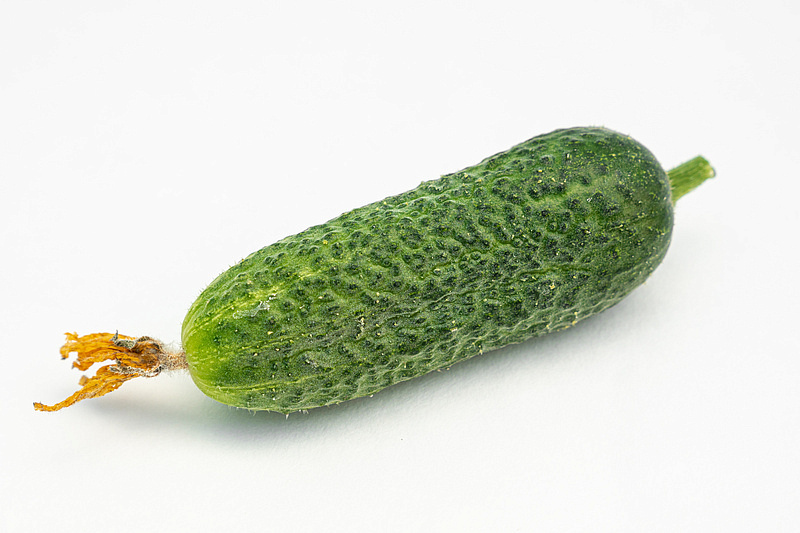 Партнер Огурец ХОББИТ F1 ^(10шт), изображение 3