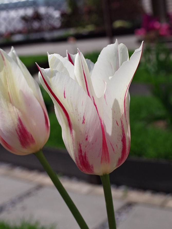 Партнер Тюльпан лилиецветный Мэрилин ^(5шт/уп), изображение 3