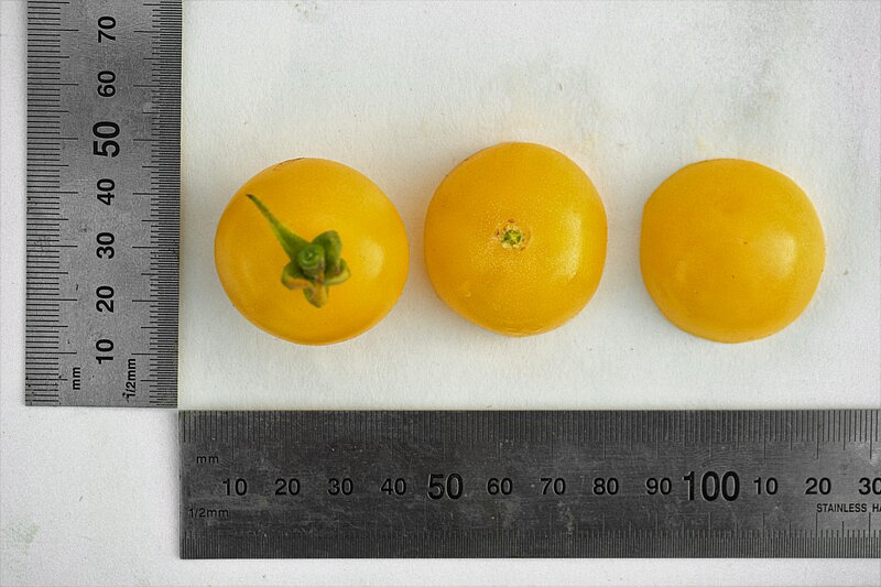 Партнер Томат ДОКТОР КЭРОЛИН ^(10шт) 2-ной пак, изображение 4