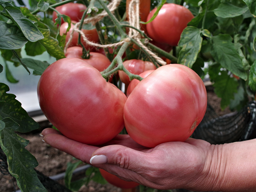 Партнер Томат СКВОРЕЦ F1 ^(0,1гр) 2-ной пак, изображение 2
