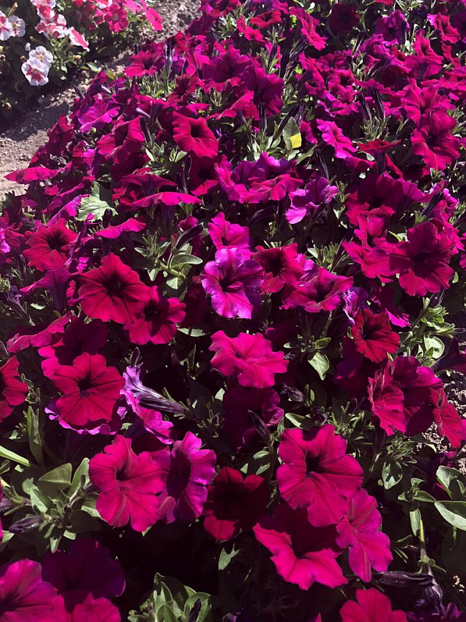 Партнер Петуния серия "Амбре" ЭЛОИЗ F1 / многоцветковая каскадная^(5шт в амп), изображение 1