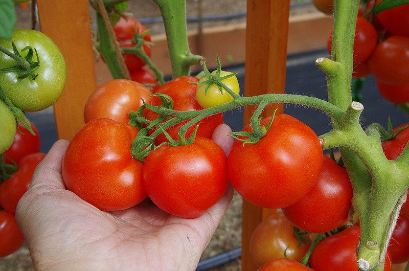 Партнер Томат ВЕРОЧКА F1 ^(0,05г) 2-ной пак, изображение 6