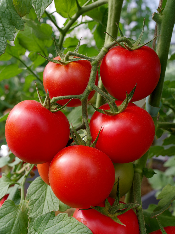 Партнер Томат АХМАР F1 ^(5шт) 2-ной пак, изображение 2