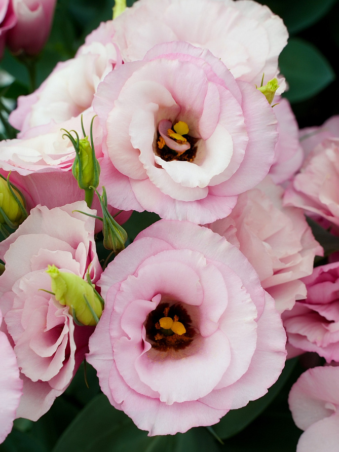 Партнер Эустома F1 карликовая махровая ЛЕДИ МАРГАРЭТ ^(5шт в амп), изображение 2