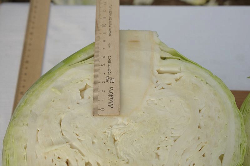 Партнер Капуста б/к ДУБЛЕР F1 ^(0,2г в амп), изображение 1