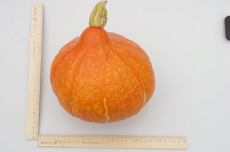 Партнер Тыква ОРАНЖ САММЕР F1 ^(3шт), изображение 7