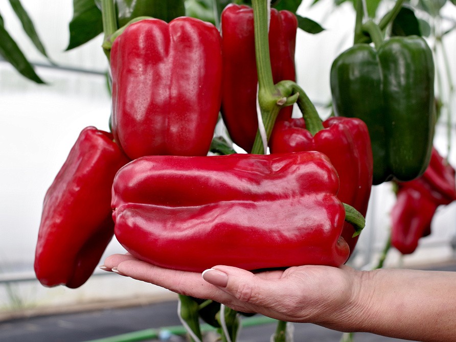 Партнер Перец ЛИВАДИЯ F1 ^(5шт) 2-ной пак, изображение 3