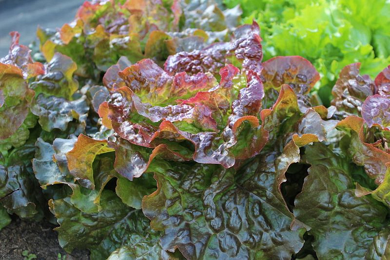 Партнер Салат кочанный РОЗМАРИ ^(1г), изображение 1