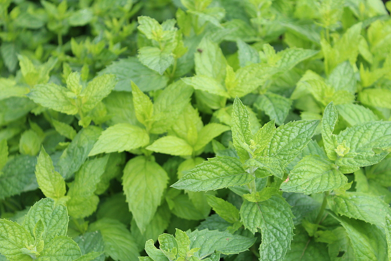 Партнер Мята МЕНТОЛ ^(0,05г), изображение 2