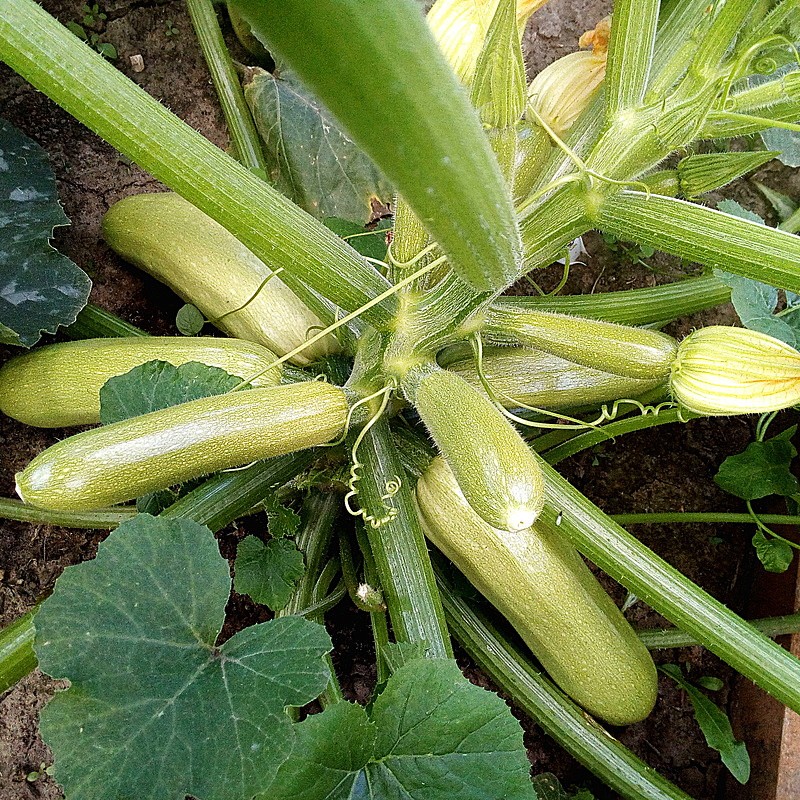 Партнер Кабачок ИСКАНДЕР F1 ^(5шт), изображение 1