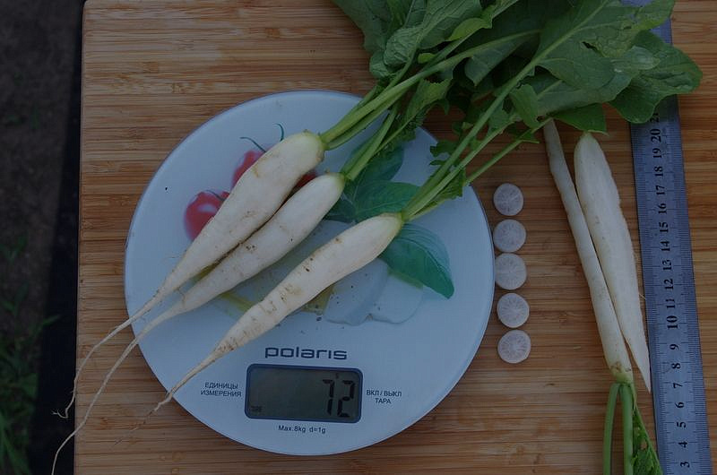 Партнер Редис СВЕТЛЯЧОК ^(2г), изображение 4