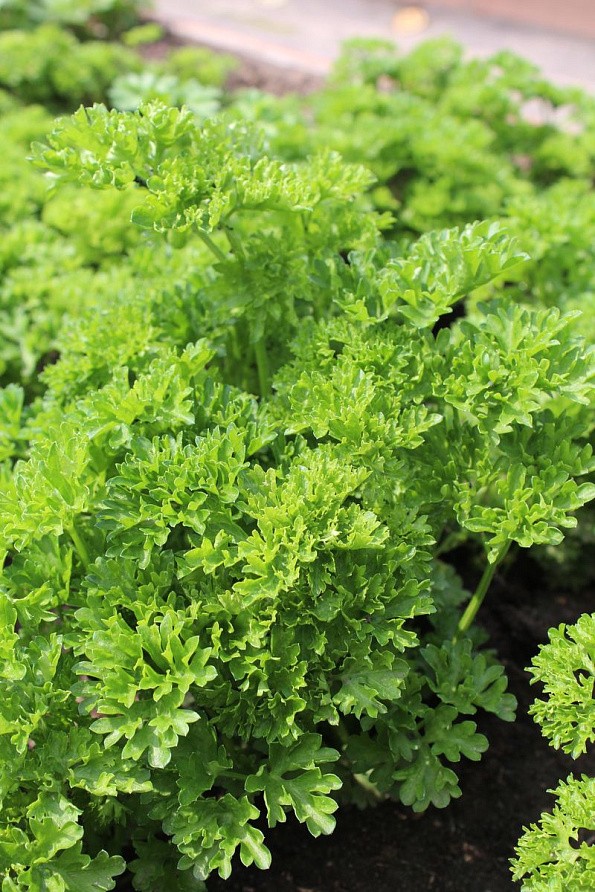 Партнер Петрушка листовая кудрявая АСТРА ^(3г), изображение 1