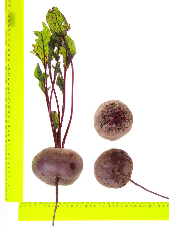 Партнер Свекла ЕГИПЕТСКАЯ ПЛОСКАЯ ^(3г), изображение 4