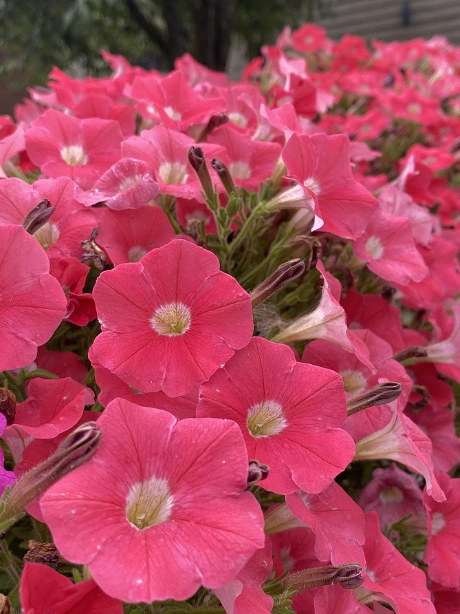 Партнер Петуния серия "Мими" СТЕФАНИЯ F1 / многоцветковая каскадная^(5шт в амп), изображение 6