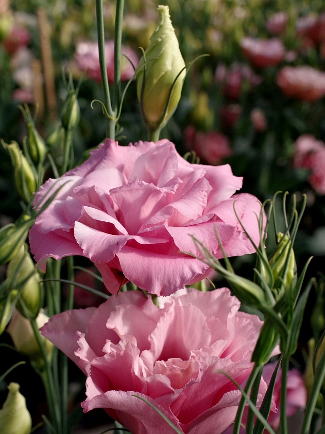 Партнер Эустома F1 срезочная махровая МАДАМ ДЖЕЙН ^(5шт в амп), изображение 2