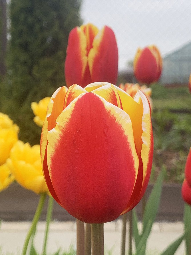 Партнер Тюльпан триумф Денмарк ^(5шт/уп), изображение 5