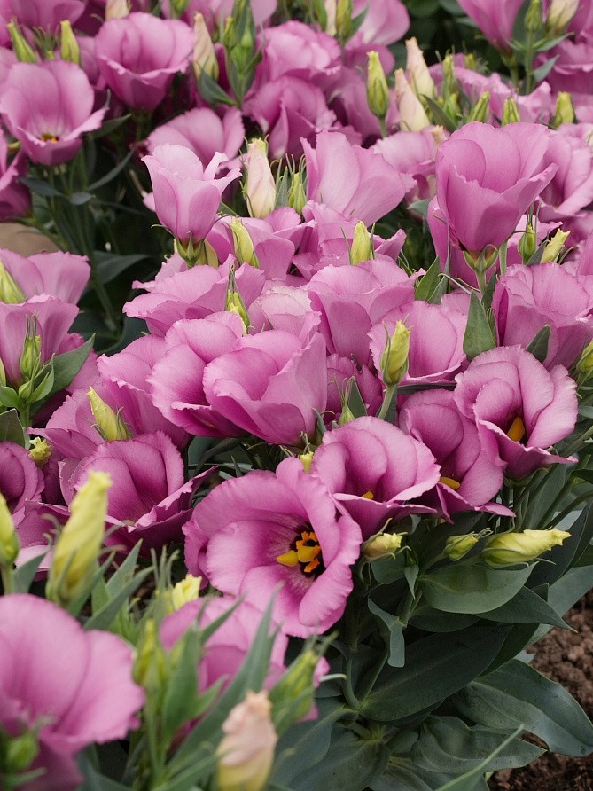 Партнер Эустома F1 карликовая МИСС ШАРЛИ ^(5шт в амп), изображение 3