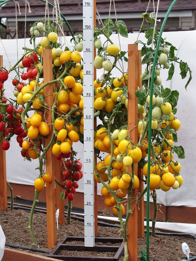 Партнер Томат РЕНЕССАНС F1 ^(10шт) 2-ной пак, изображение 1