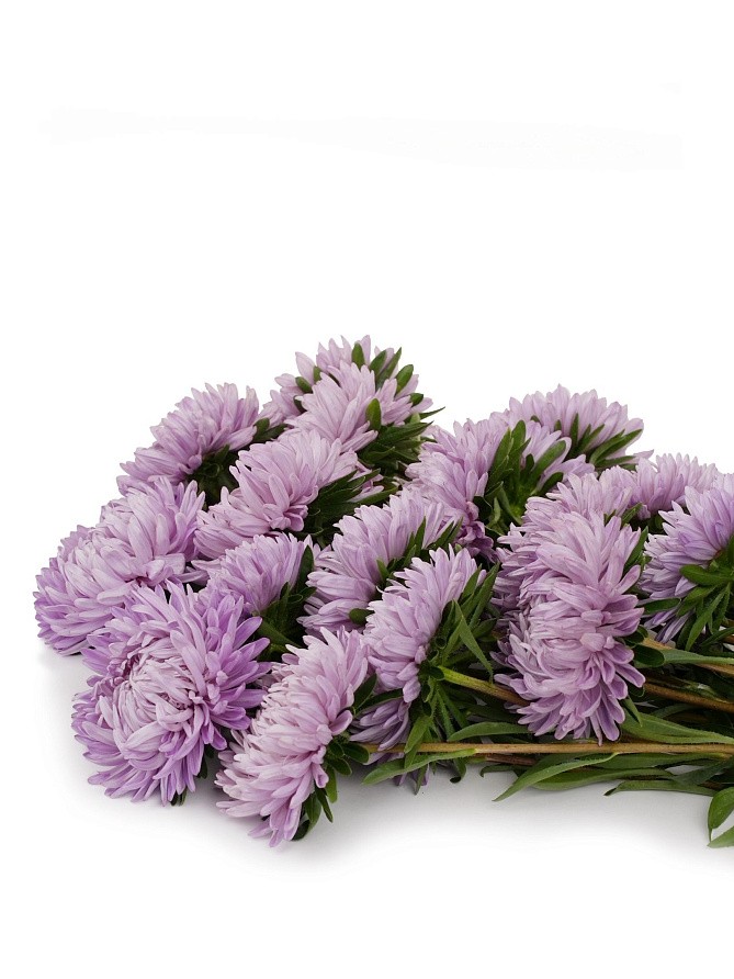 Партнер Астра китайская ВЕЧЕРНЯЯ ТАЙНА ^(5шт в амп), изображение 2