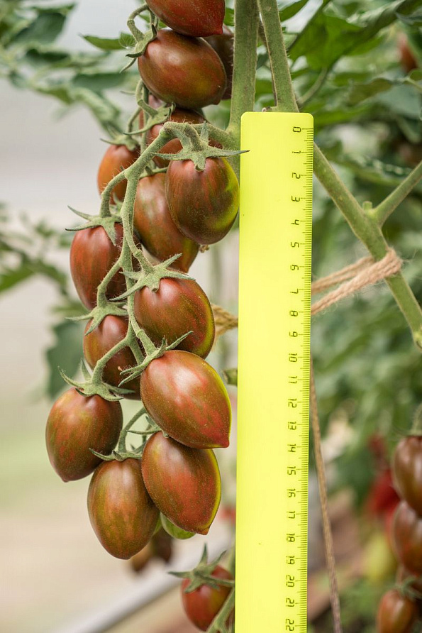 Партнер Томат ЧЕРРИ МИДНАЙТ F1 ^(5шт) 2-ной пак, изображение 4