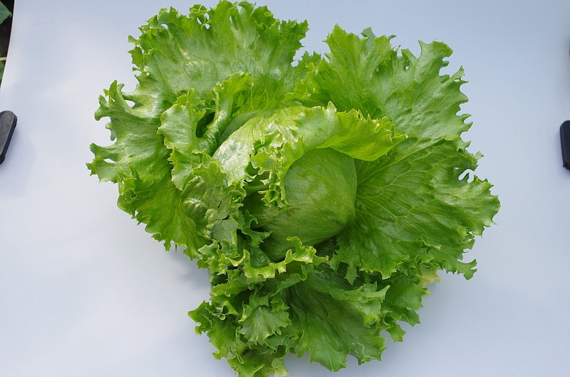 Партнер Салат кочанный ТАРЗАН ^(1г), изображение 3