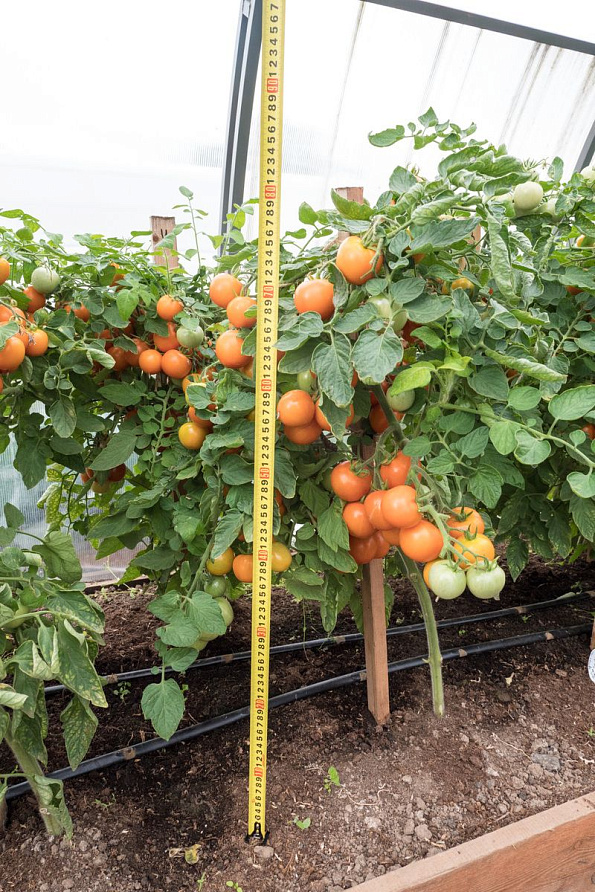 Партнер Томат ЧЕРРИ ОРАНЖЕВЫЙ ЗЕМЛЕДЕЛЕЦ F1 ^(0,05г) 2-ной пак, изображение 5