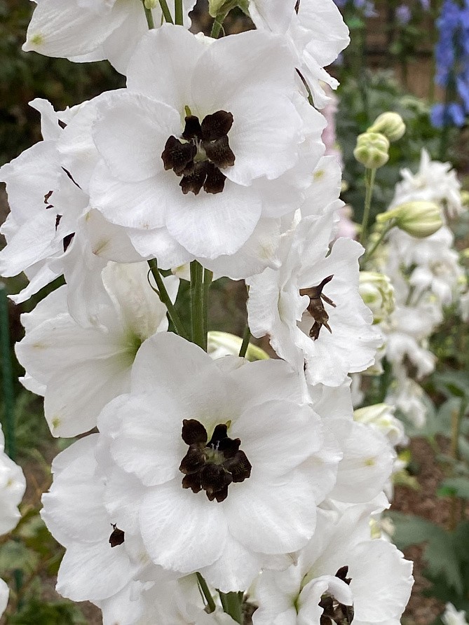 Партнер Дельфиниум F1 новозеландский БЛЭК АЙТ ЭНЖЕЛС ^(3шт), изображение 2